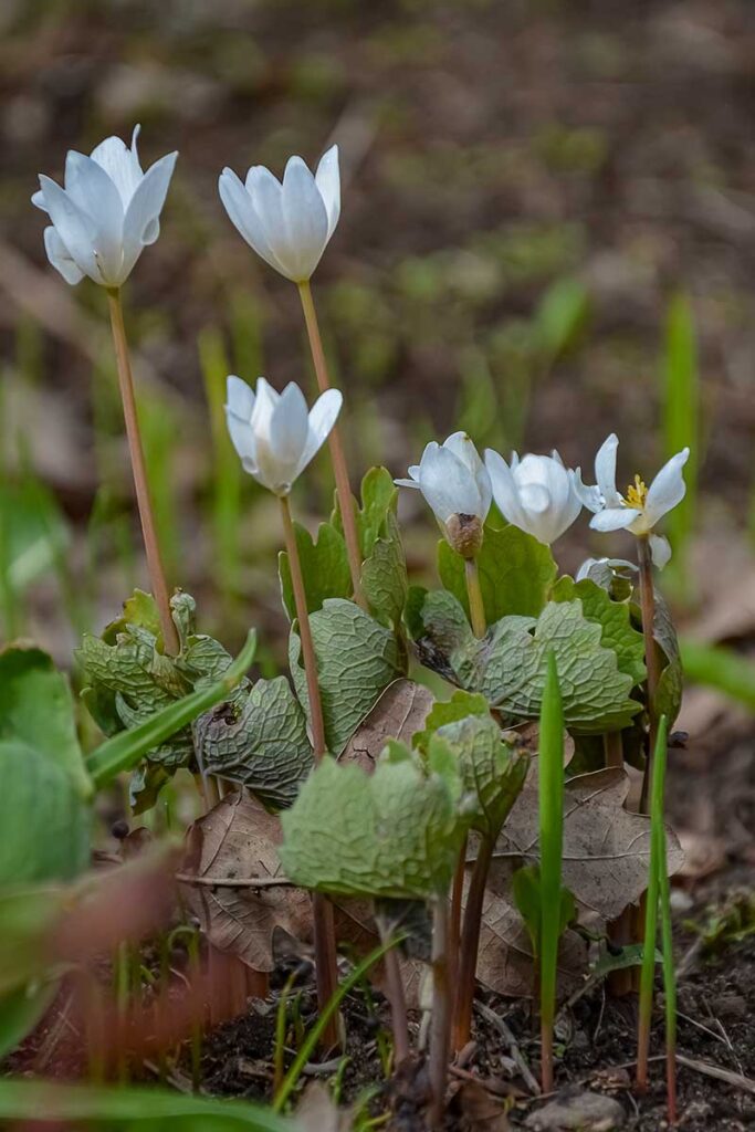 A vertical image of Sanguinaria canadensis flowers and foliage growing in the garden, pictured on a soft focus background.