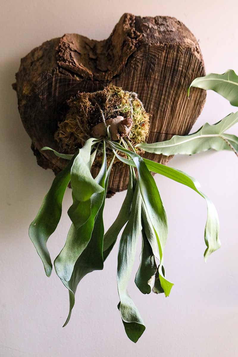A close up vertical image of a staghorn fern mounted on a piece of wood hung on the wall.