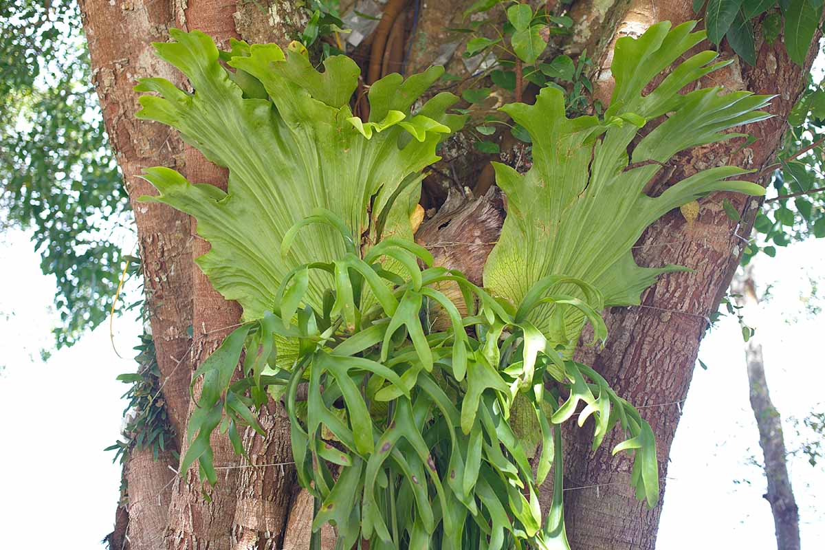 A horizontal image of a staghorn fern (Platycerium superbum) growing in a large tree.