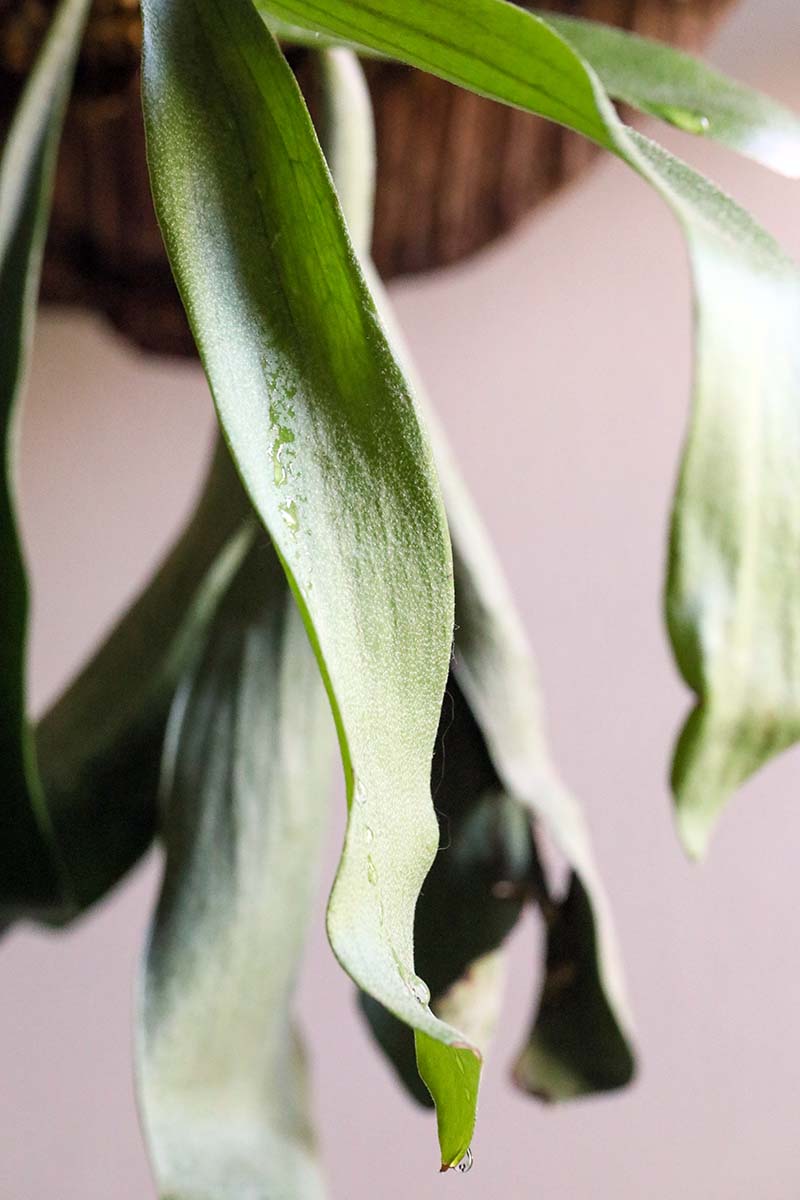A close up vertical image of the foliage of a staghorn fern with water on the leaves.