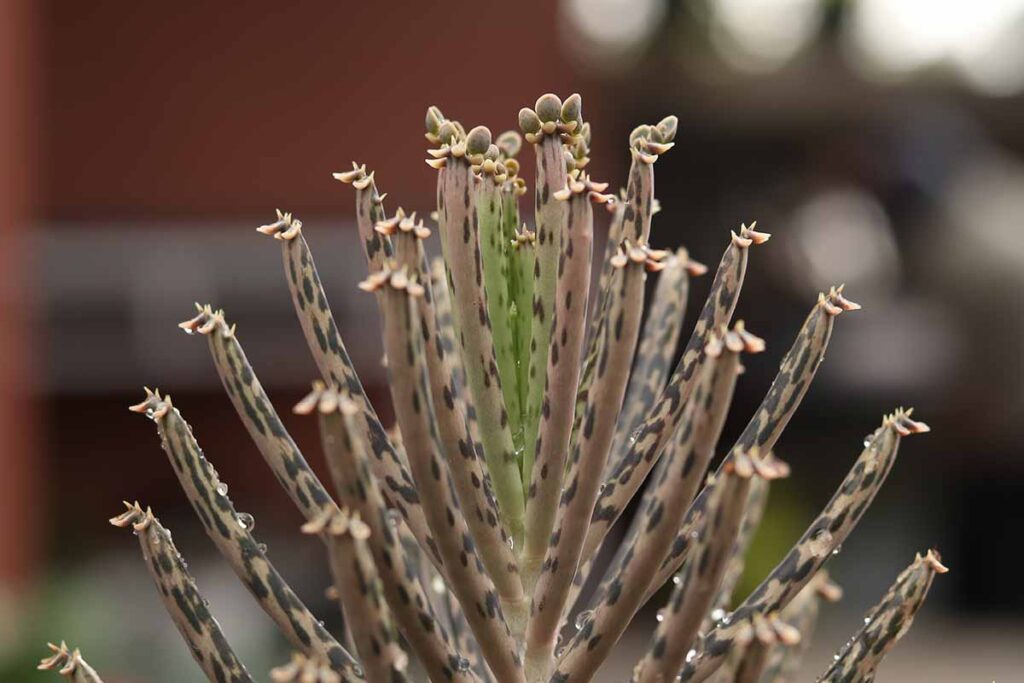 How to Grow and Care for Mother of Millions (Chandelier Plants)
