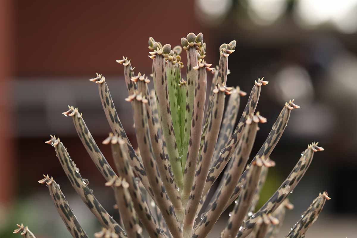 A close up horizontal image of the upright, succulent foliage of mother of millions (Kalanchoe delagoensis) aka chandelier plant, pictured on a soft focus background.