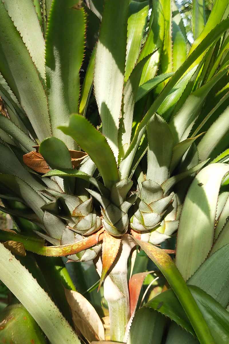 A close up vertical image of a pineapple plant showing the suckers growing out of the main stem, pictured in light sunshine.