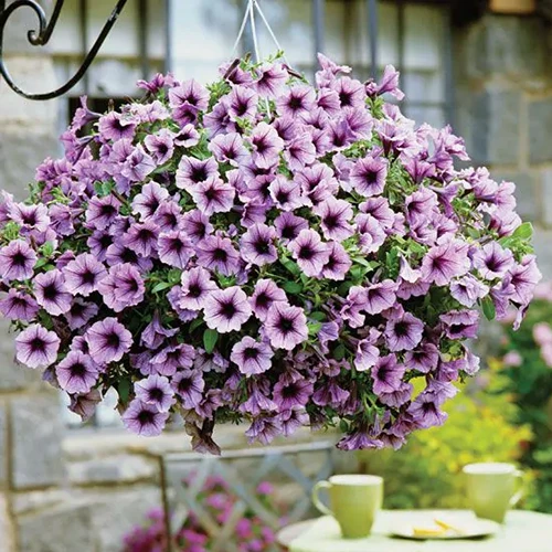 A close up of Supertunia Bordeaux flowers growing in a hanging basket with a table and two coffee cups in soft focus in the background.