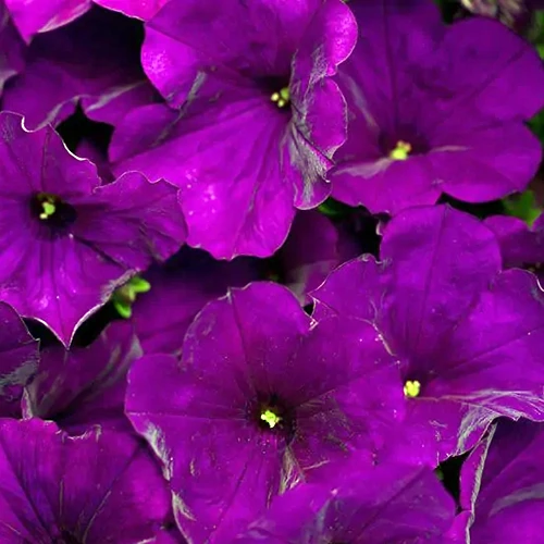 A close up square image of Supertunia Royal Velvet flowers growing in the garden.