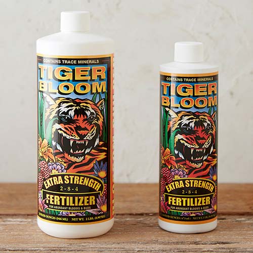 A close up of two bottles of Tiger Bloom set on a wooden surface.