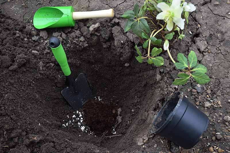 A close up horizontal image of garden tools and a large hole for transplanting flowers.