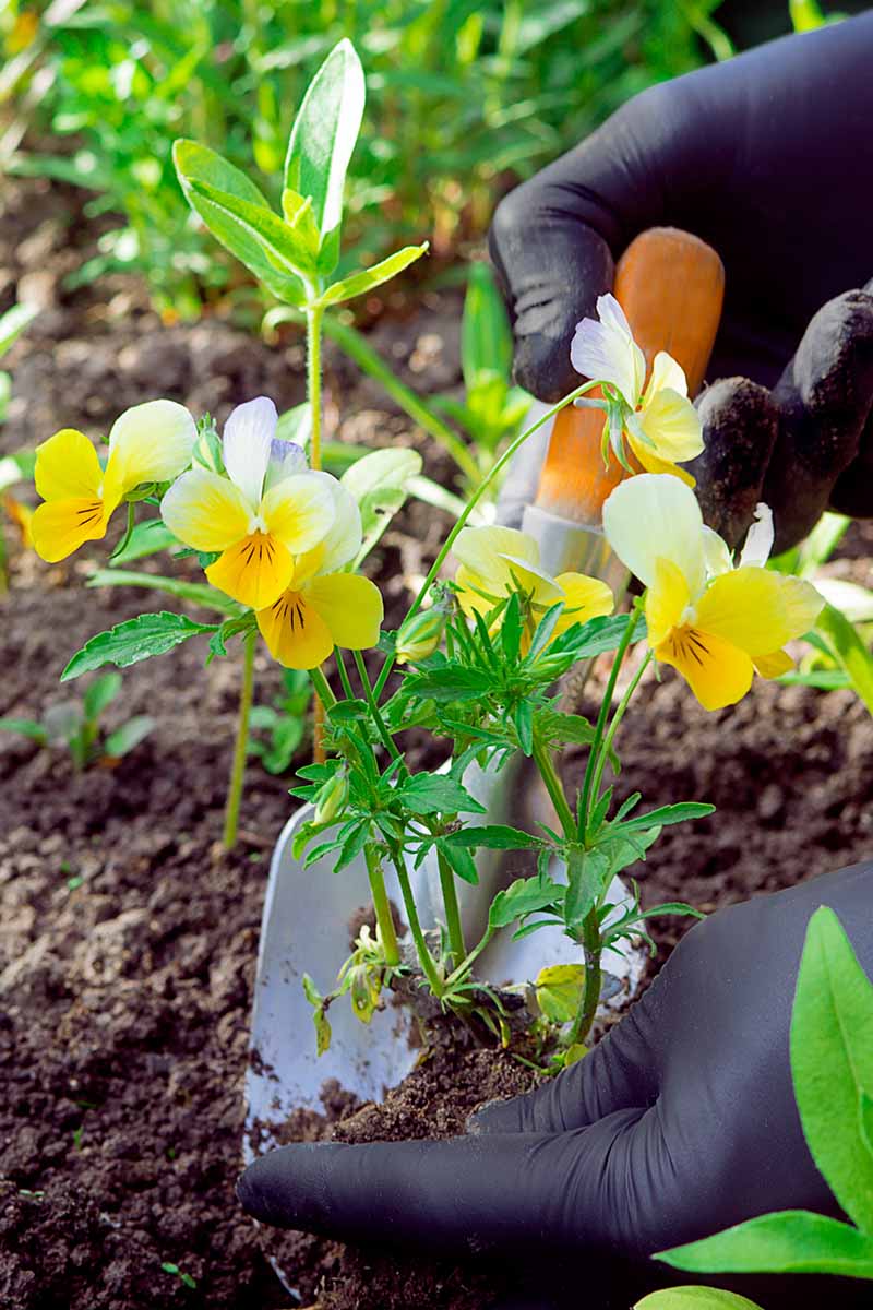 A close up vertical image of a gardener wearing gloves and transplanting yellow pansies into the garden.