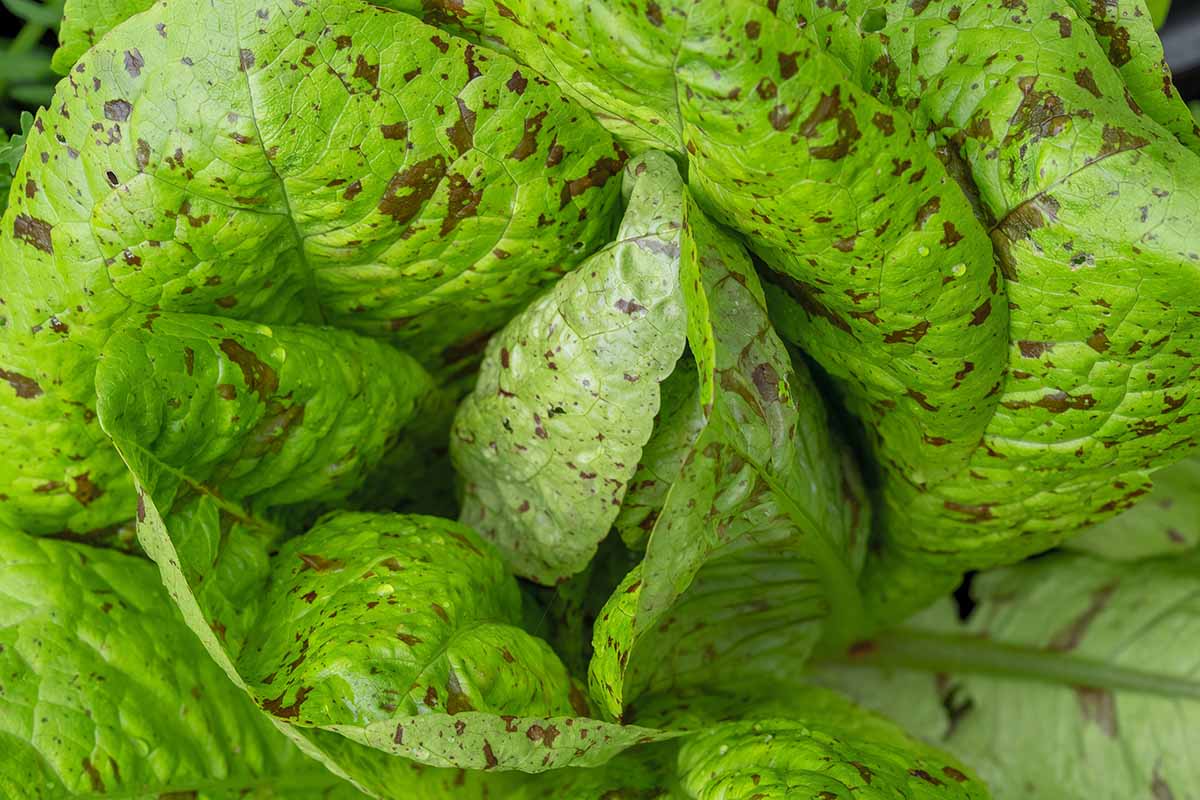 A close up horizontal image of the mottled leaves of a lettuce plant growing in the garden.
