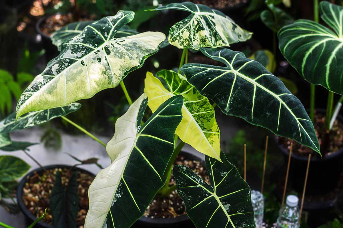 A close up horizontal image of variegated alocasia growing in pots.