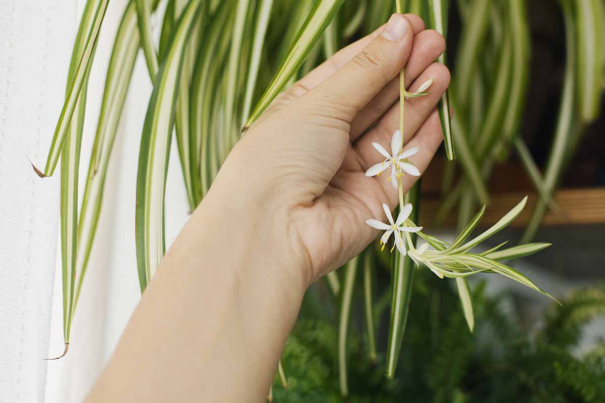 A close up horizontal image of a hand from the bottom of the frame holding a Chlorophytum comosum stolon with a spiderette and two small white blooms on the end.