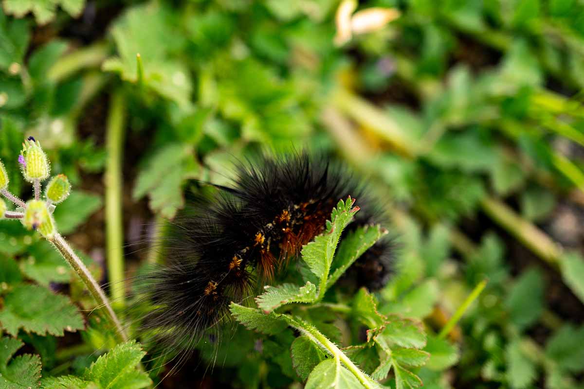 A close up horizontal image of a scary, hairy saltmarsh caterpillar in the vegetable garden pictured on a soft focus background.