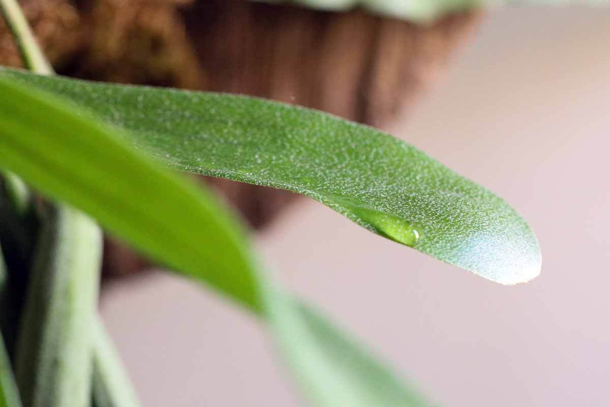 A close up horizontal image of a water droplet on the foliage of a staghorn fern.