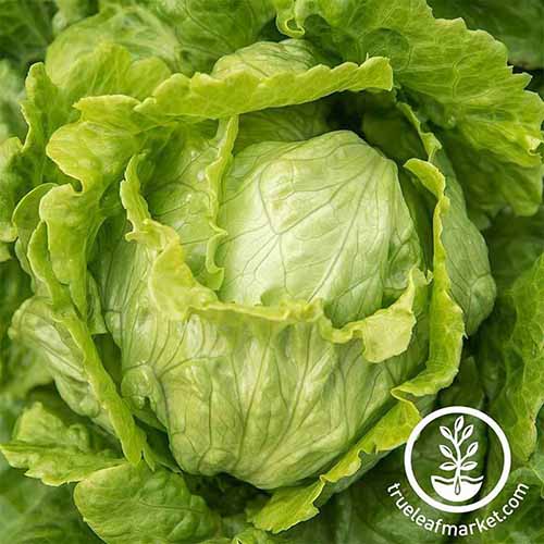 A close up square image of 'Webb's Wonderful' lettuce ready for harvest. To the bottom right of the frame is a white circular logo with text.