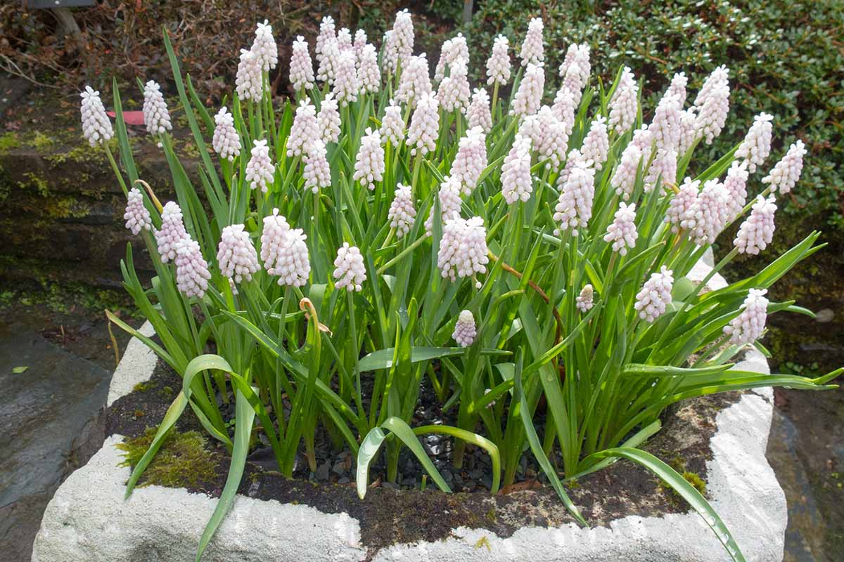 A horizontal image of white muscari flowers growing in a concrete container.