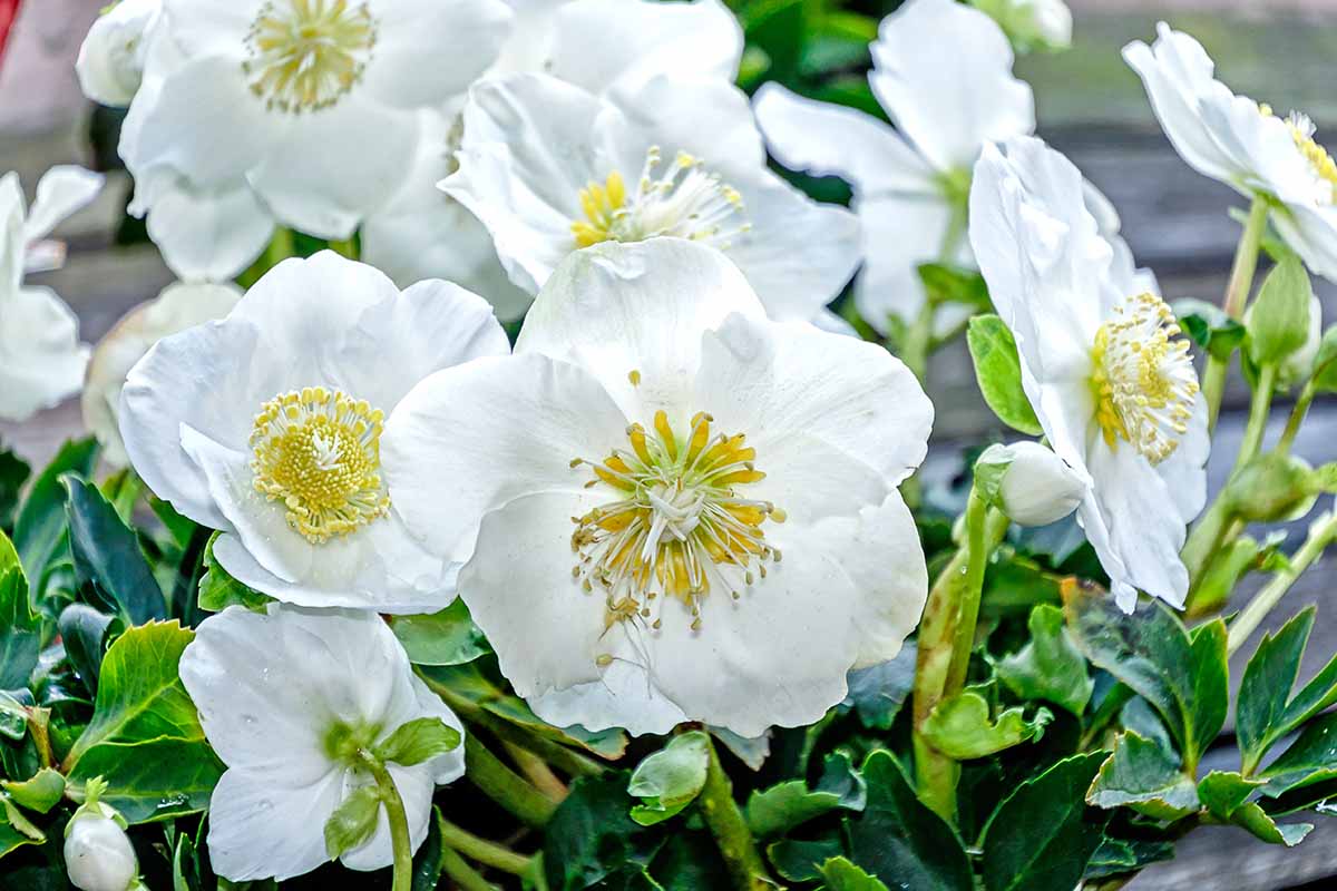 A close up horizontal image of white hellebores growing in the spring garden.