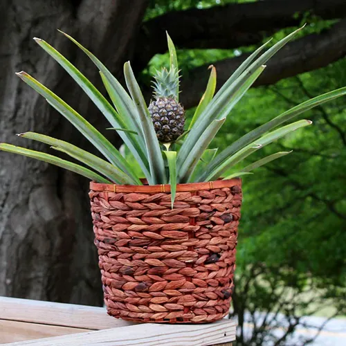 A close up square image of a 'White Jade' pineapple plant growing in a wicker container set on a wooden surface pictured on a soft focus background.