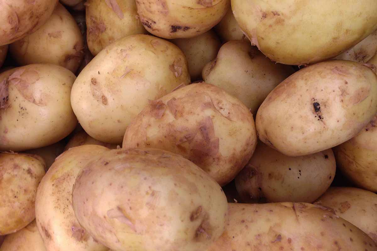 A close up horizontal image of clean potatoes with their light brown, flaky skins.