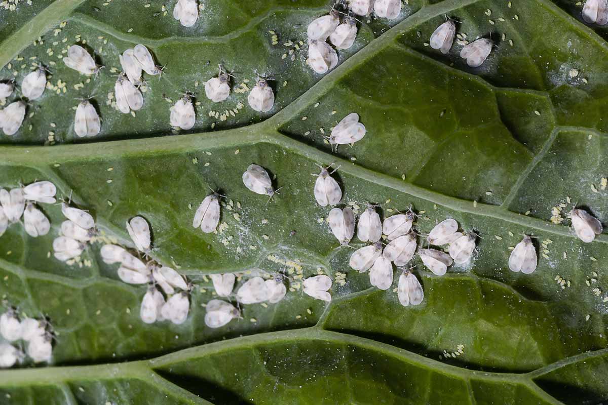 A close up high-magnification image of whiteflies infesting the underside of a leaf.