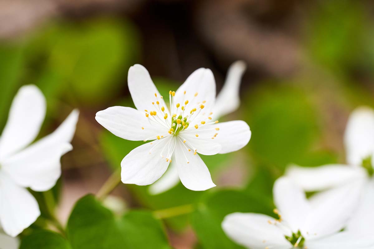 A horizontal image of wild Sanguinaria canadensis (bloodroot) flowers pictured on a soft focus background.