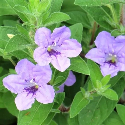A close up square image of small, purple Ruellia humilis flowers growing in the garden, surrounded by green foliage.