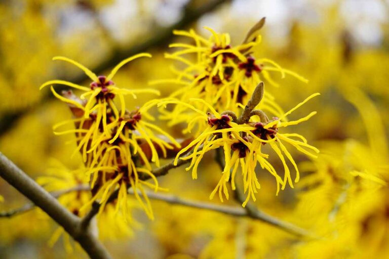 How to Grow and Care for Witch Hazel | Gardener’s Path