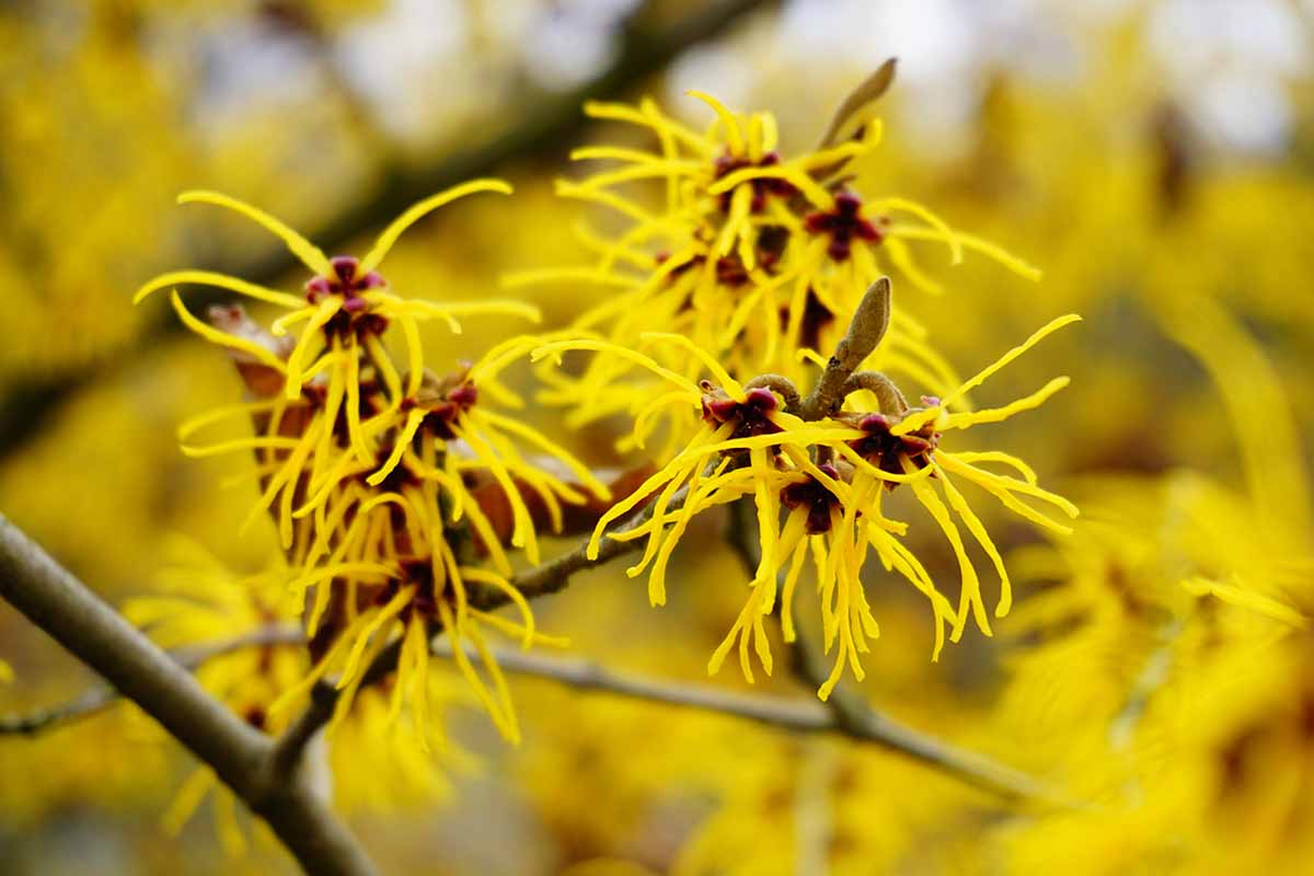 A close up horizontal image of the yellow flowers of witch hazel pictured on a soft focus background.