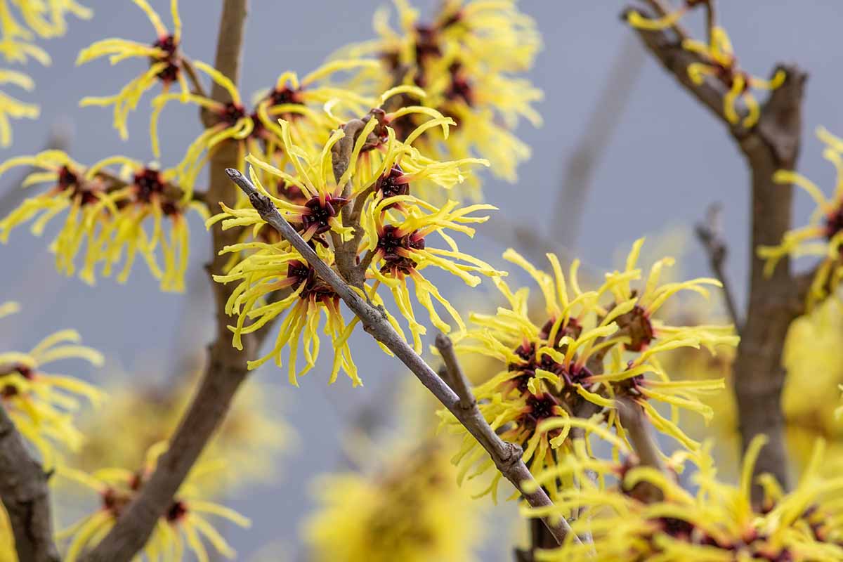 A close up horizontal image of the yellow flowers of Hamamelis x intermedia in the winter garden.