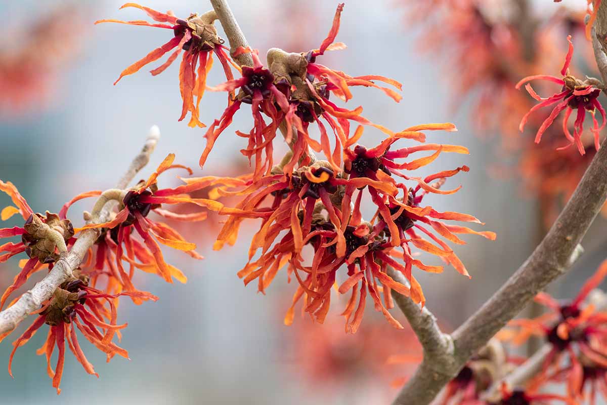 A close up of the red flowers of Hamamelis x intermedia pictured on a soft focus background.