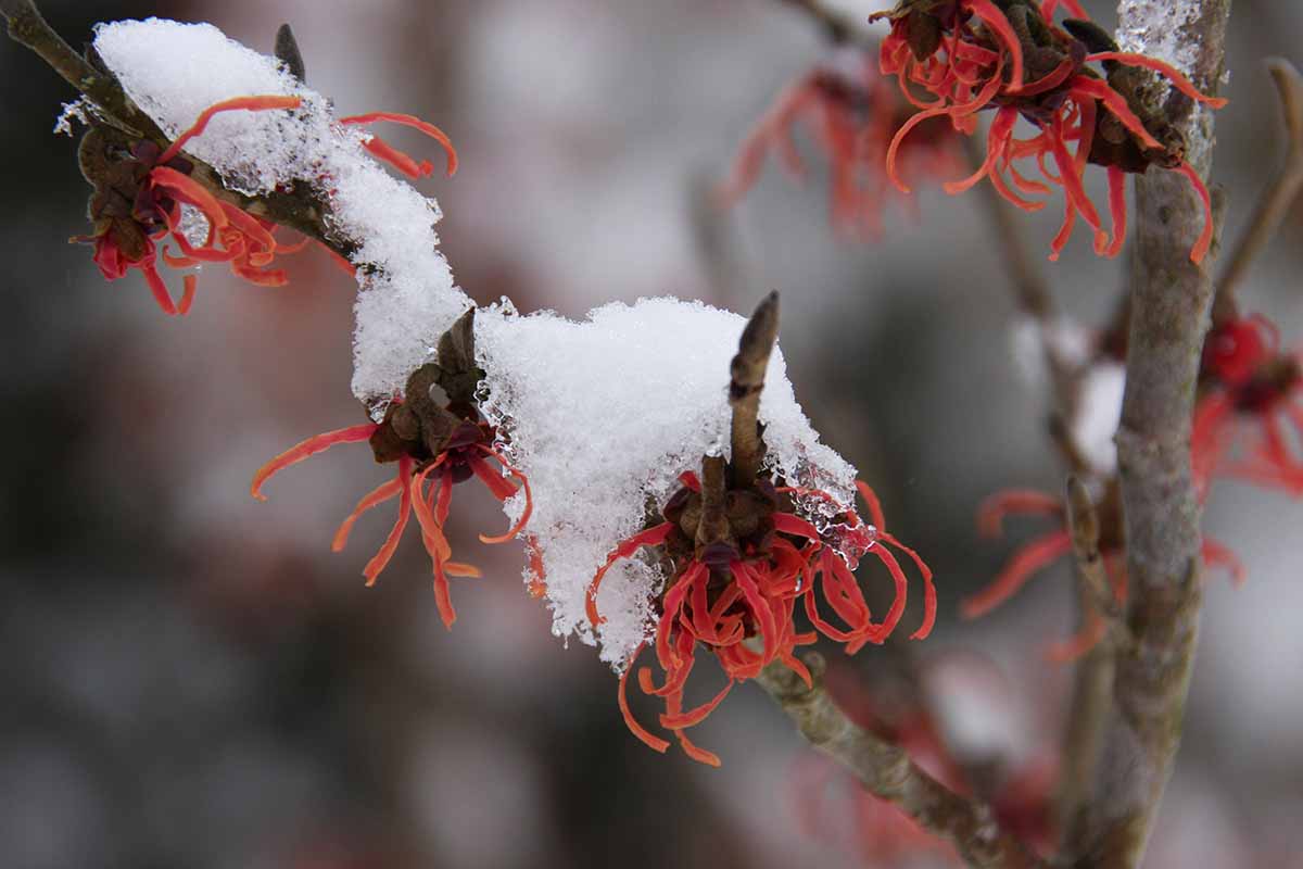 A close up horizontal image of the bright red flowers of Hamamelis vernalis with snow on the branches pictured on a soft focus background.
