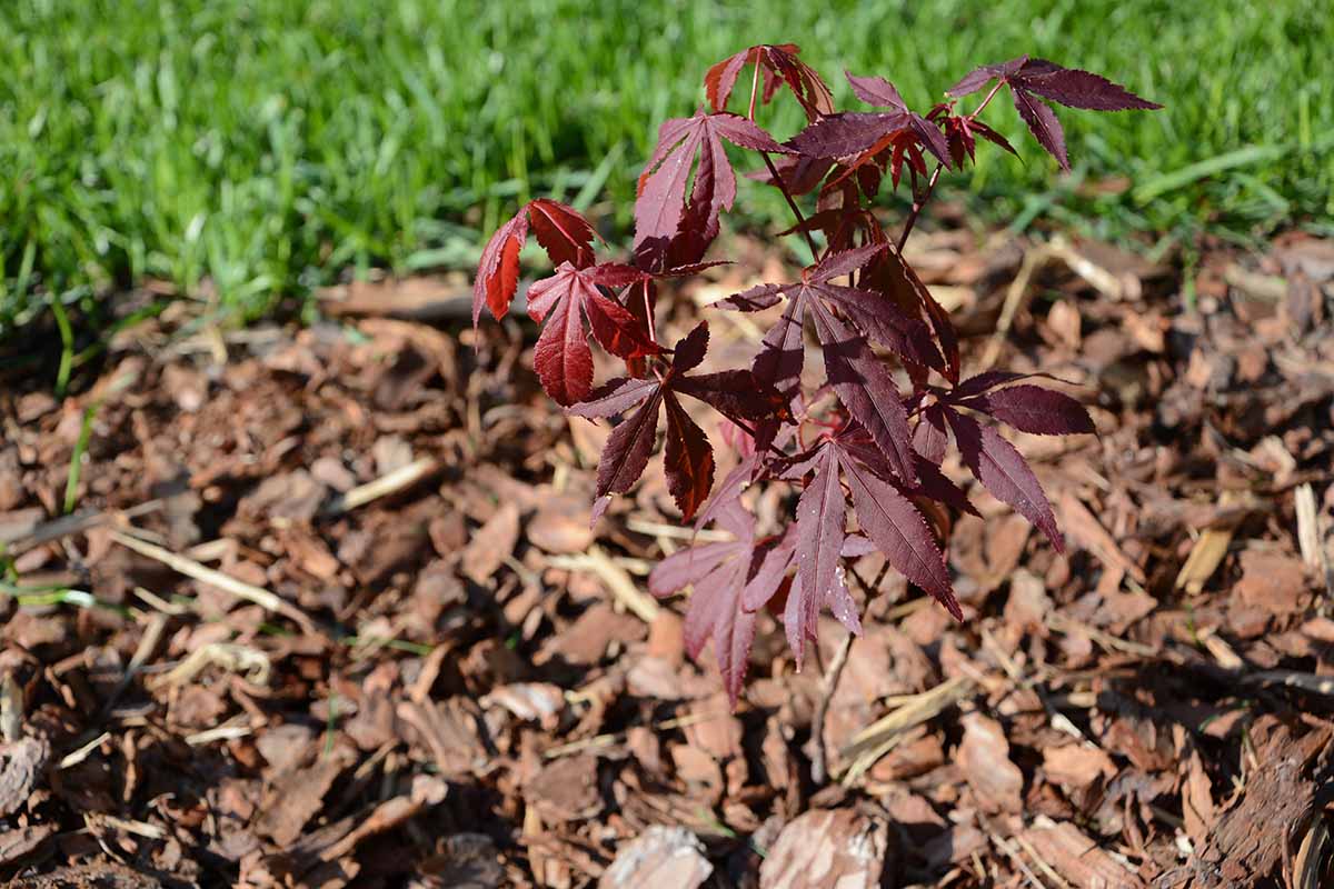 A close up horizontal image of a young Japanese maple tree surrounded by mulch pictured in light sunshine.