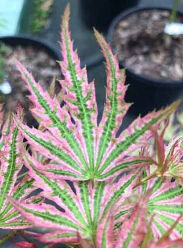 A close up of the pink and green variegated foliage of Acer palmatum 'Abigail Rose.'