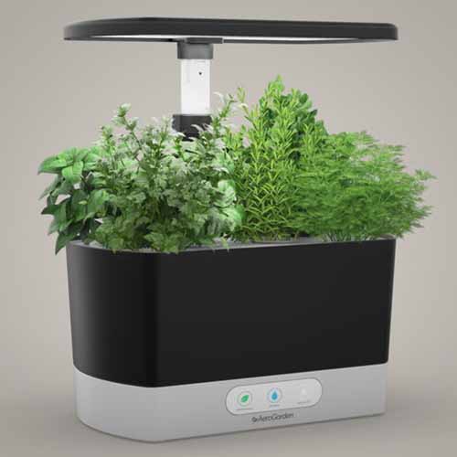 A close up square image of an Aerogarden Harvest with a variety of herbs growing, isolated on a gray background.