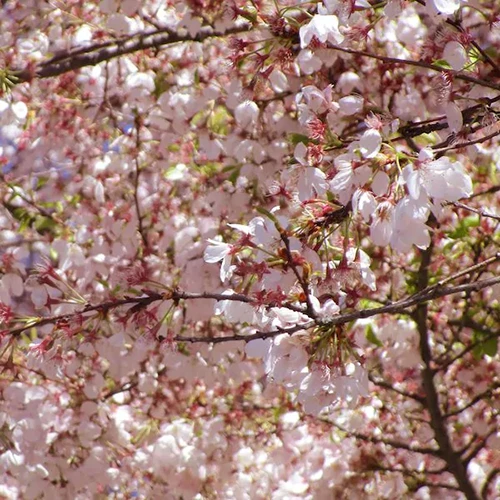 A close up square image of the blossoms of Prunus 'Akebono' pictured in light sunshine.