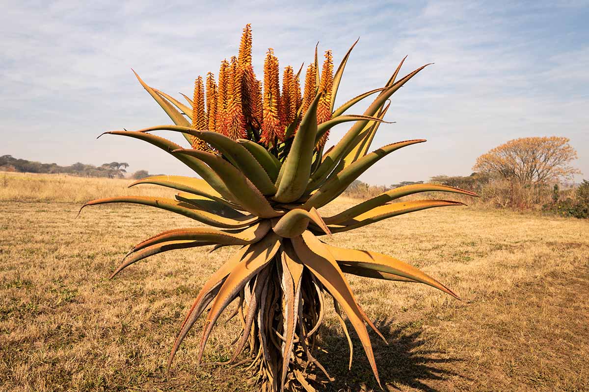 A horizontal image of a lone Aloe ferox growing in a dry, desert-like landscape pictured on a blue sky background.
