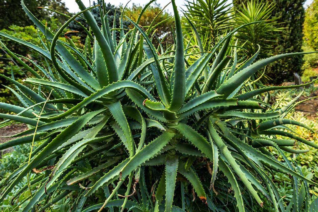 What Are The Different Types Of Aloe Gardeners Path 2034