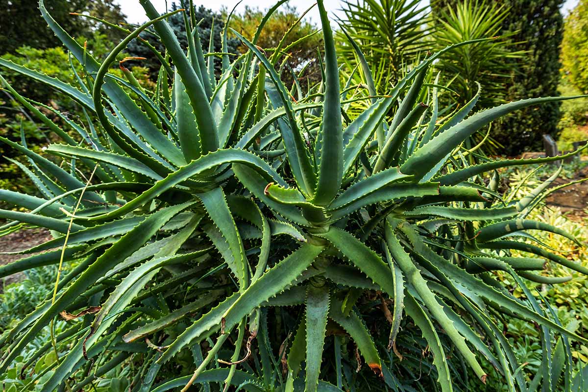 A horizontal image of a large aloe plant growing outdoors in a succulent garden.