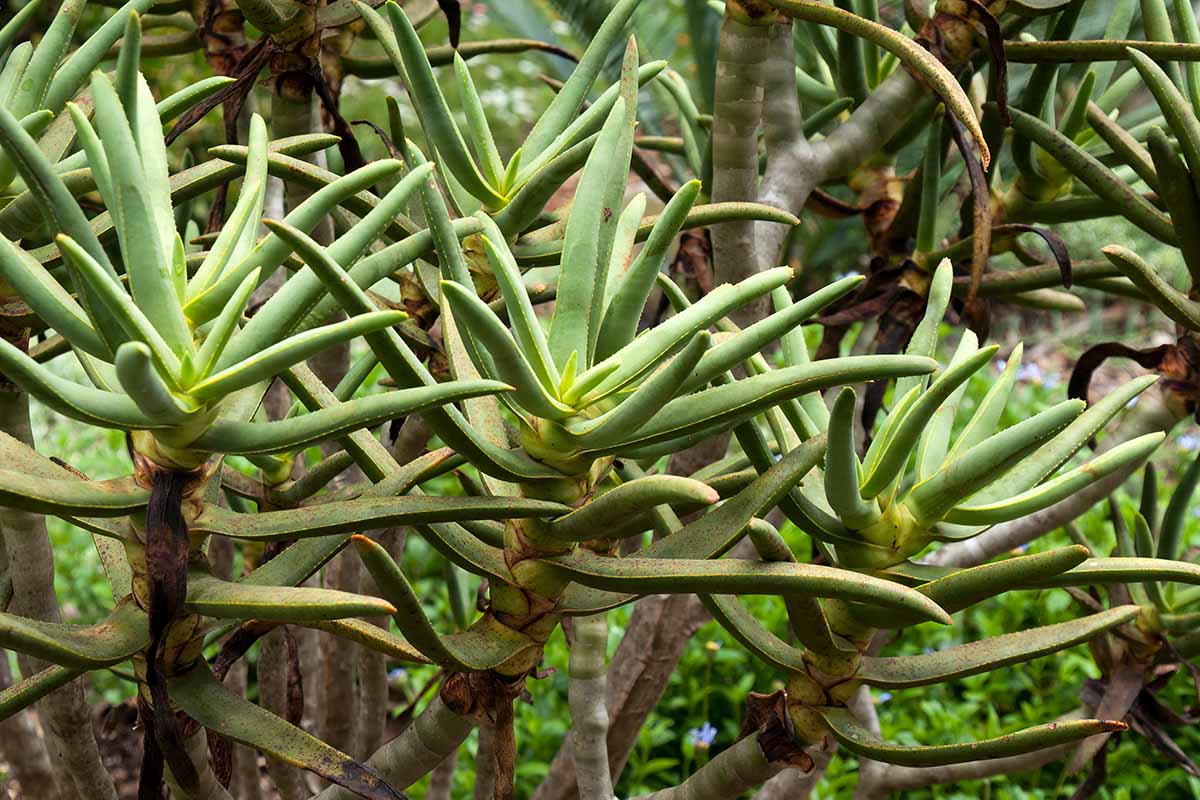A close up horizontal image of Aloidendron barberae succulent plants growing in the landscape.