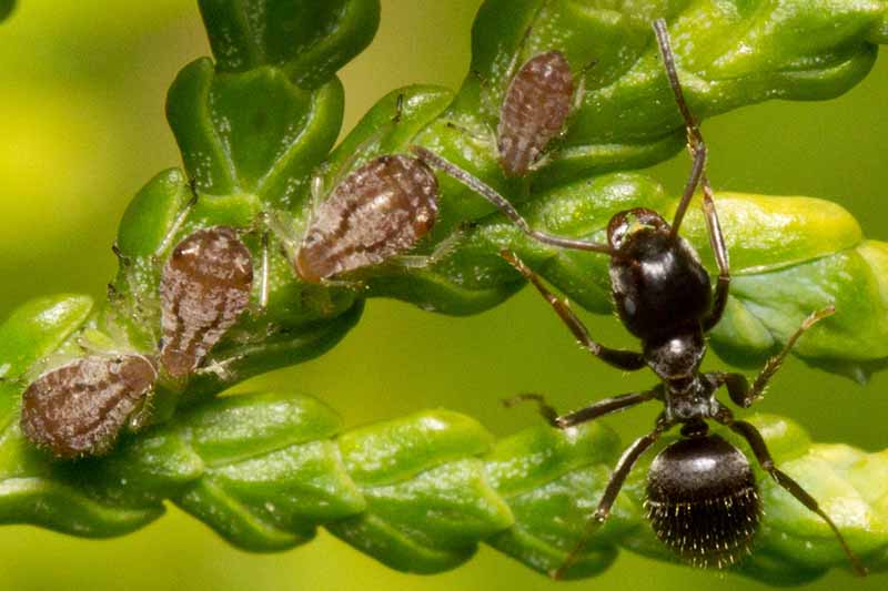 A close up horizontal image of aphids and an ant on the foliage of a Thuja tree, pictured on a soft focus background.