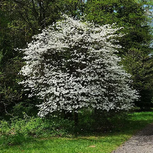 A square image of 'Appalachian Joy' flowering dogwood growing in a park next to a pathway.