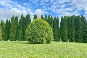 A horizontal image of a row of arborvitae in a formal garden pictured on a blue sky background.