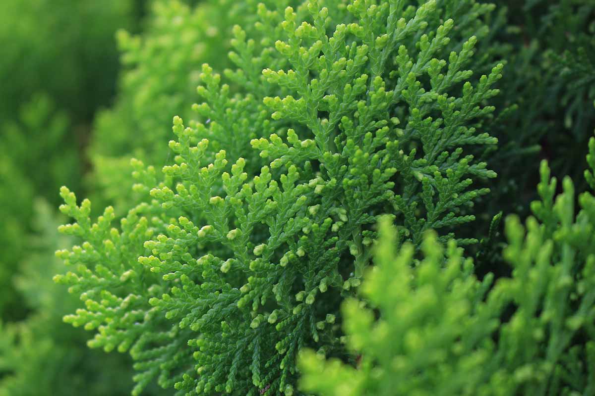 A close up horizontal image of the foliage of Thuja chinensis pictured in light sunshine on a soft focus background.