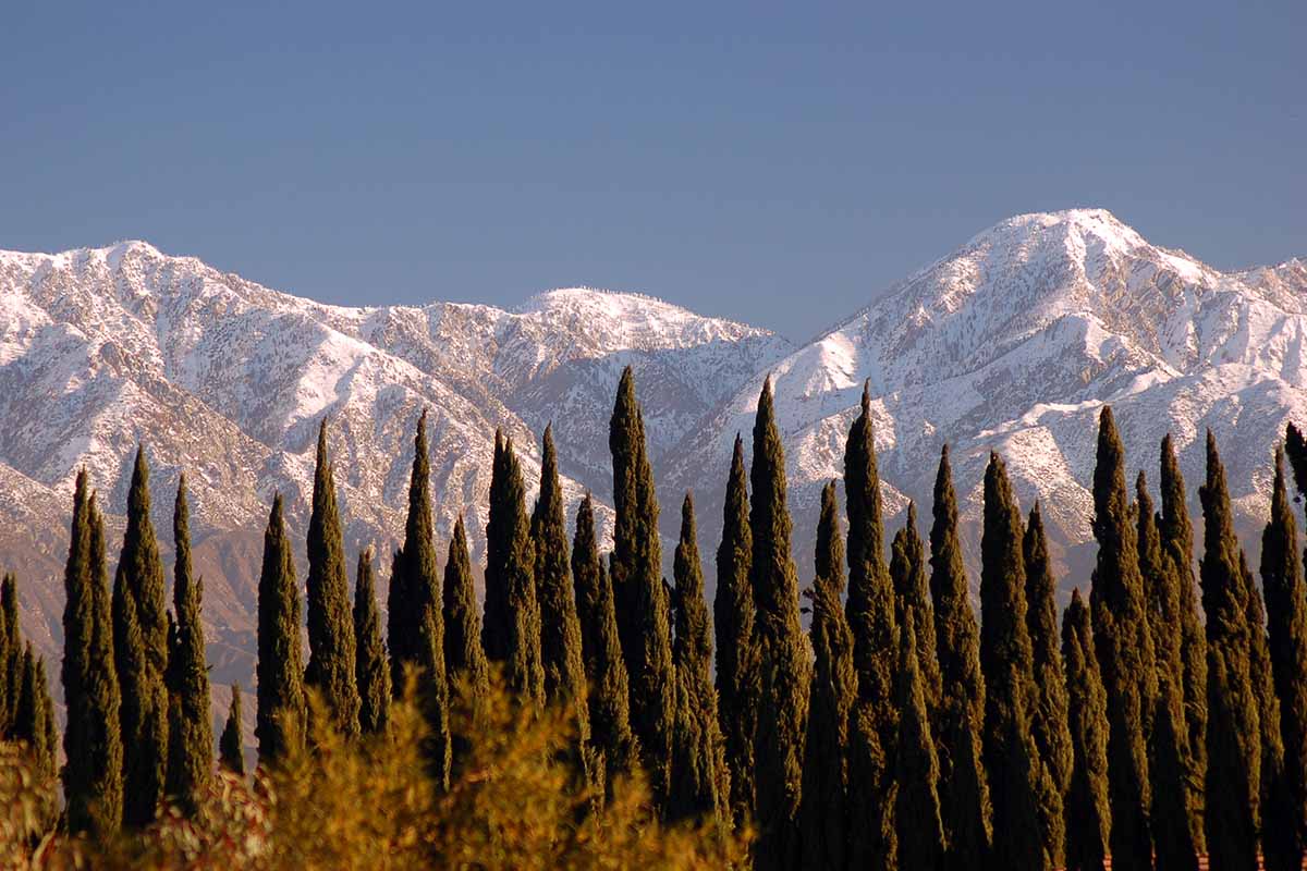 A horizontal image of arborvitae (Thuja) trees growing wild with snowy mountains in the background.
