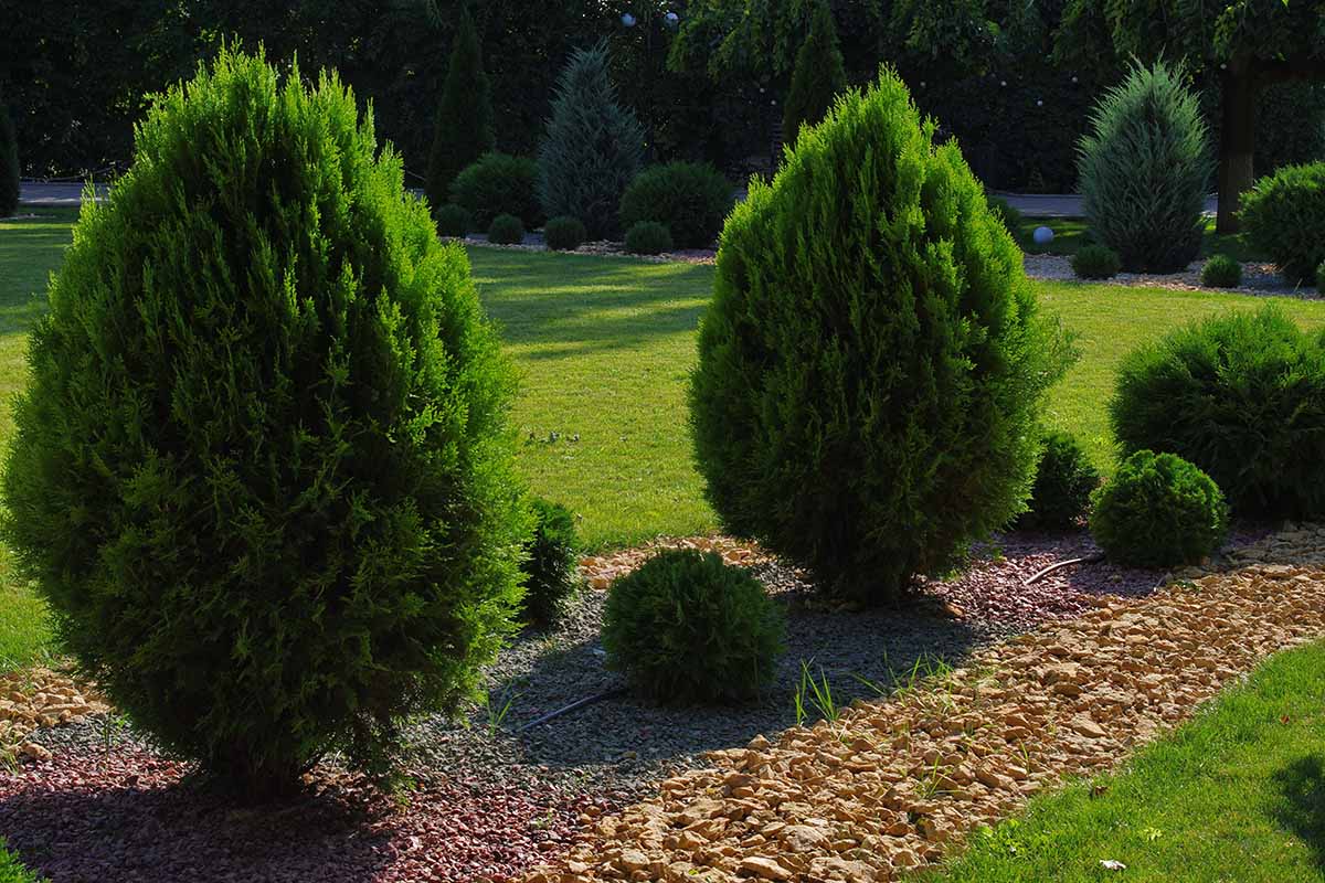 A horizontal image of arborvitae planted in a neat border in a formal garden.