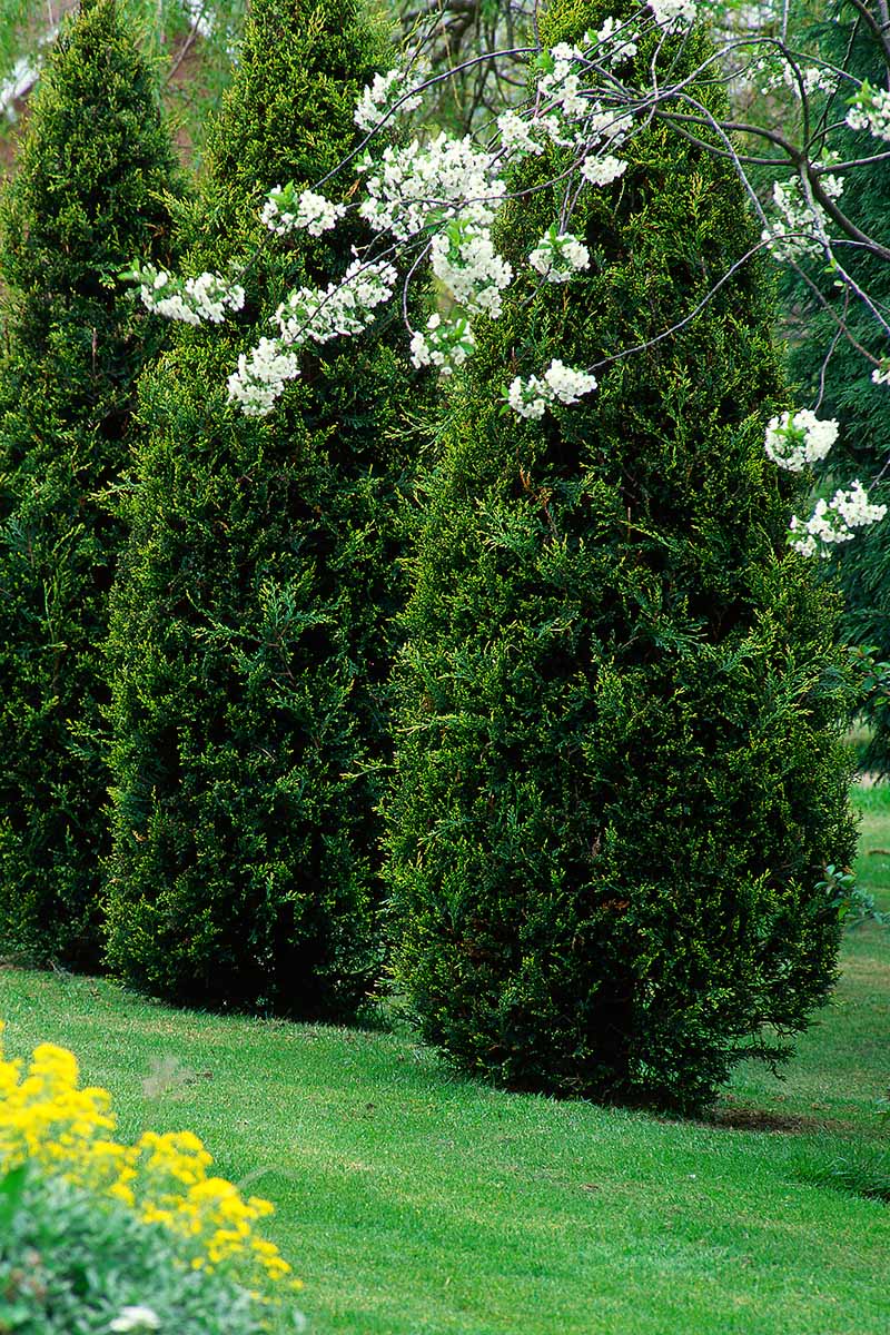 A vertical image of a row of arborvitae trees growing in a formal garden.