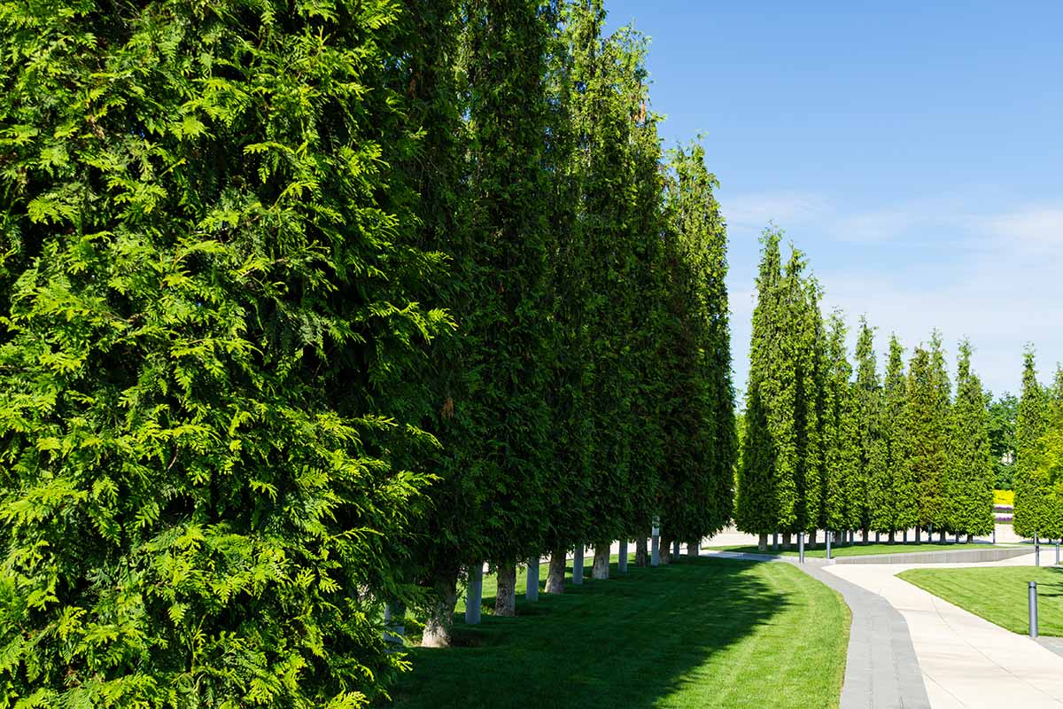 A horizontal image of a neat row of arborvitae lining a pathway through a park pictured on a blue sky background.