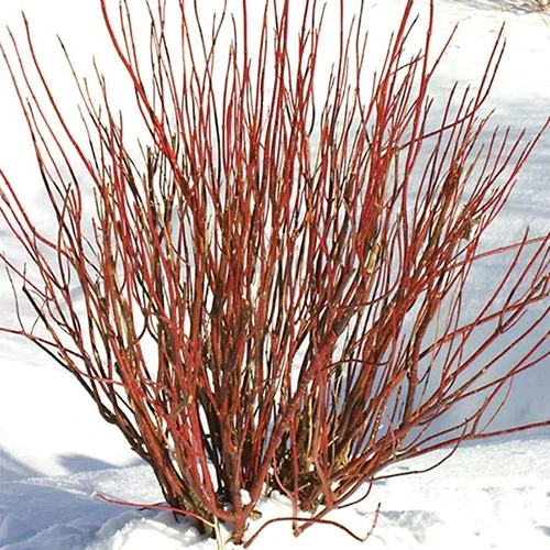 A square image of the bare red branches of 'Arctic Fire' dogwood, surrounded by snow, pictured in bright sunshine in the winter garden.