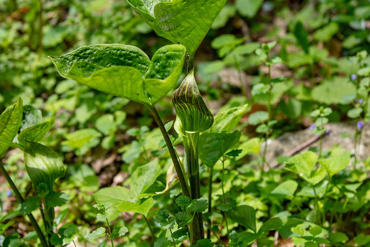 A close up horizontal image of Arisaema triphyllum growing wild.