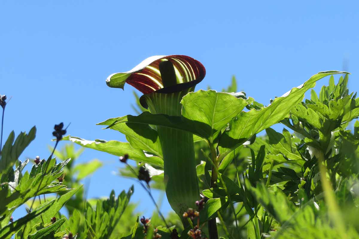 A close up horizontal image of a Arisaema triphyllum flower pictured on a blue sky background.