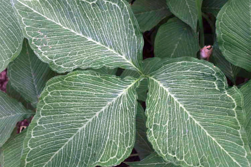 A close up horizontal image of the foliage of Arisaema triphyllum 'Starburst.'